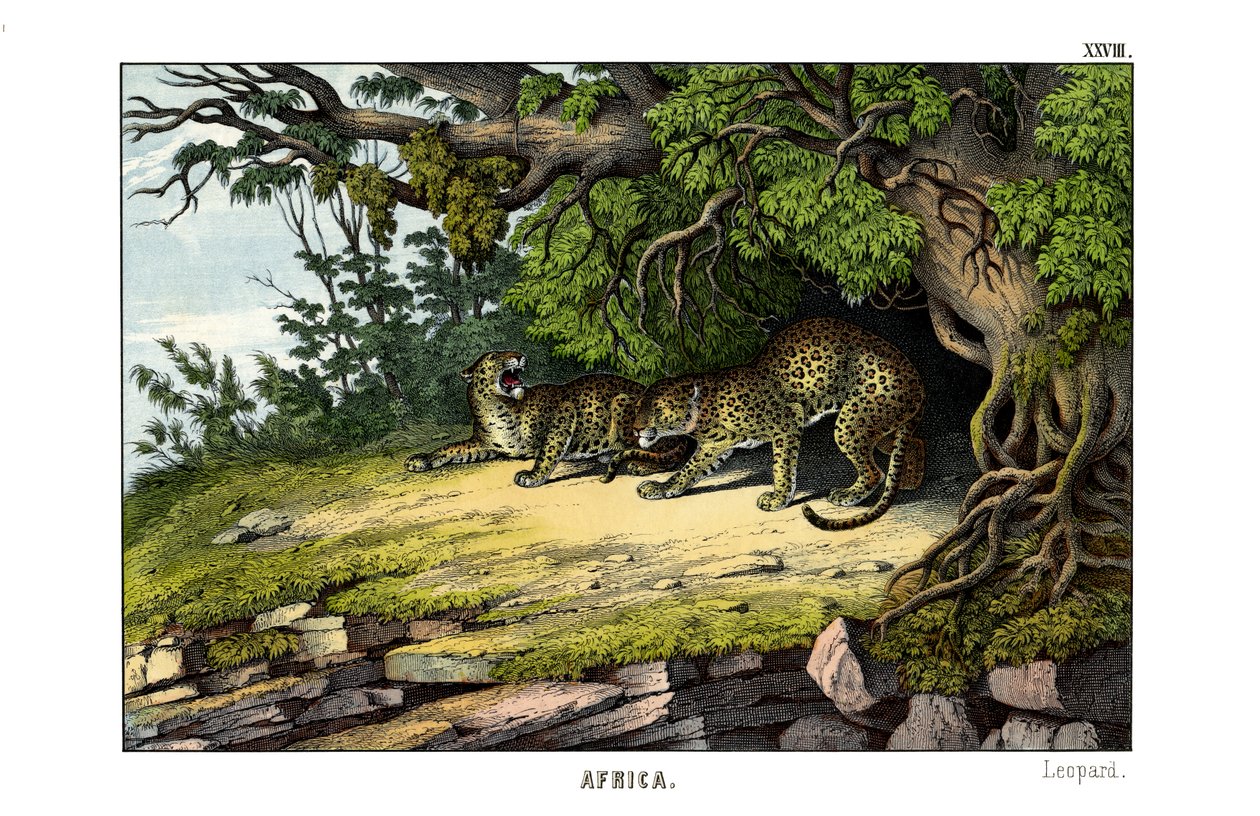 Leopar by English School