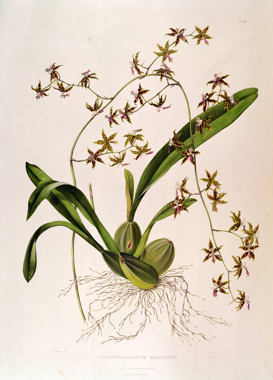 Odontoglossum Hastatum (el renkli gravür) by English School