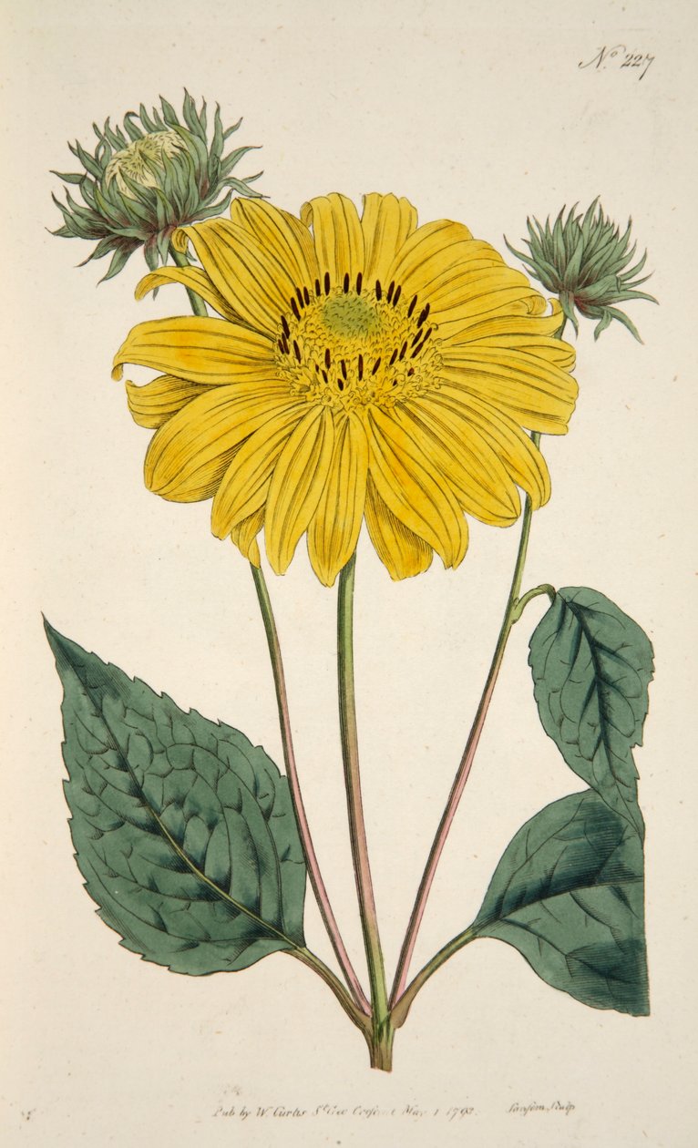 Ayçiçeği, bar. 1796 el renkli gravür. by English School