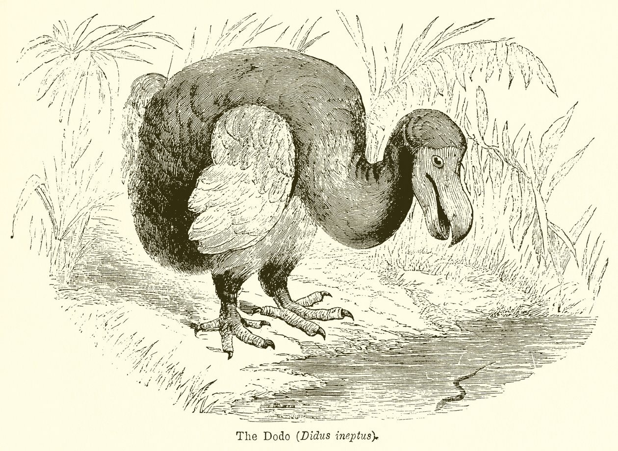 Dodo (Didus İneptus) by English School