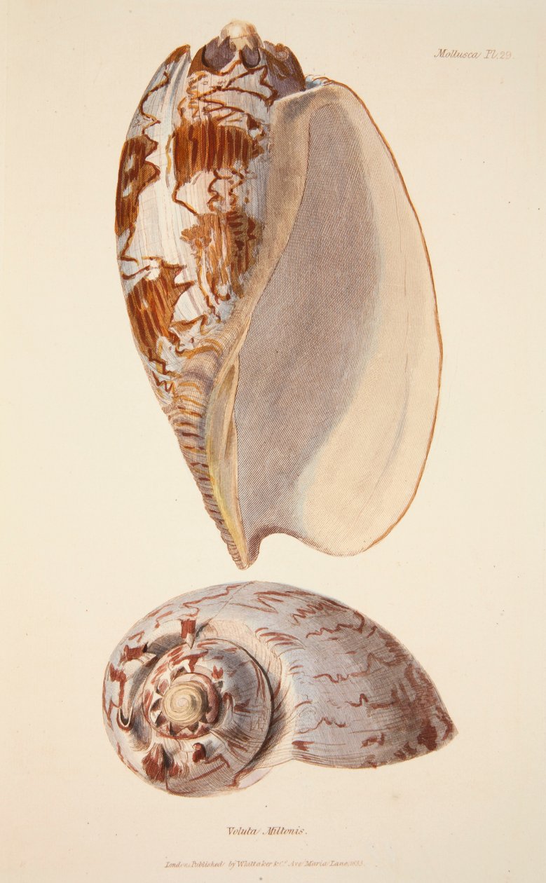 Voluta Miltonis, pub. 1833 el renkli gravür. by English School