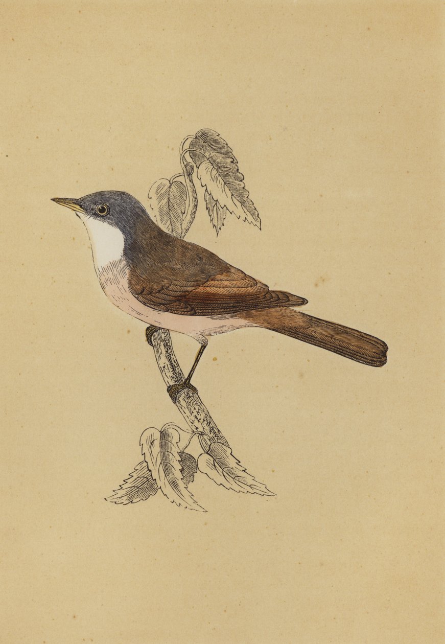 Whitethroat (renkli taş) by English School