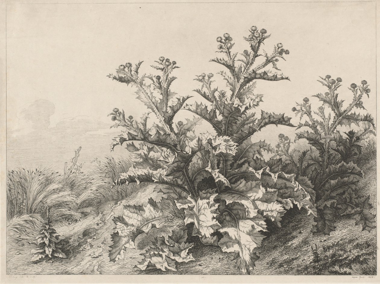 Büyük Devedikeni (Le Grand Chardon) by Eugene Bléry
