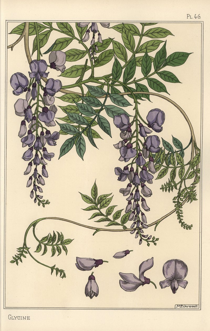 Glisin botanik çalışması by Eugene Grasset