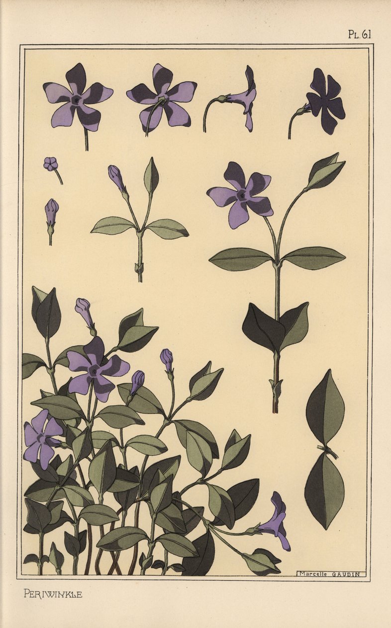 Deniz salyangozu botanik çalışması by Eugene Grasset