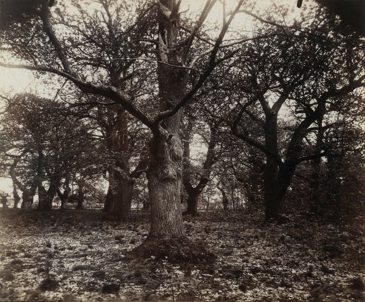 kestane ağaçları by Eugène Atget