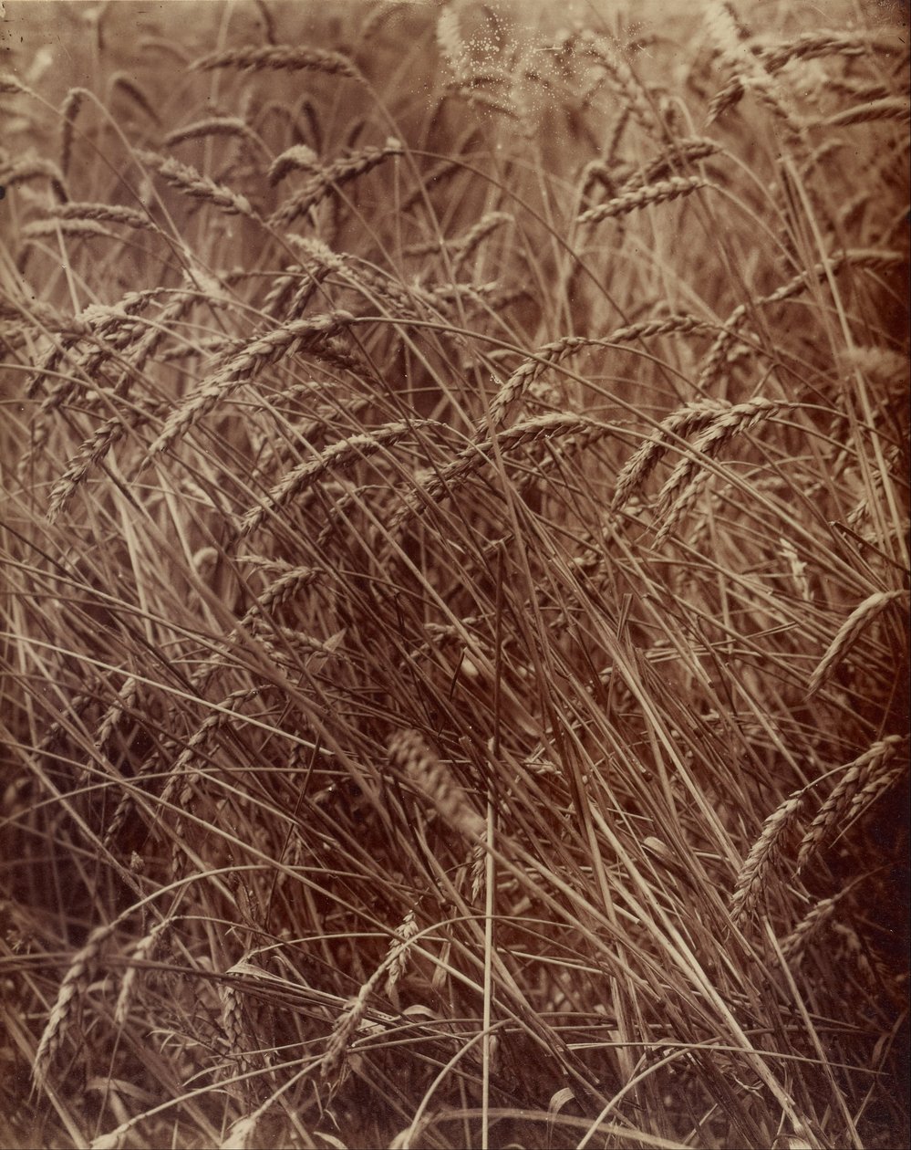 Buğday by Eugène Atget