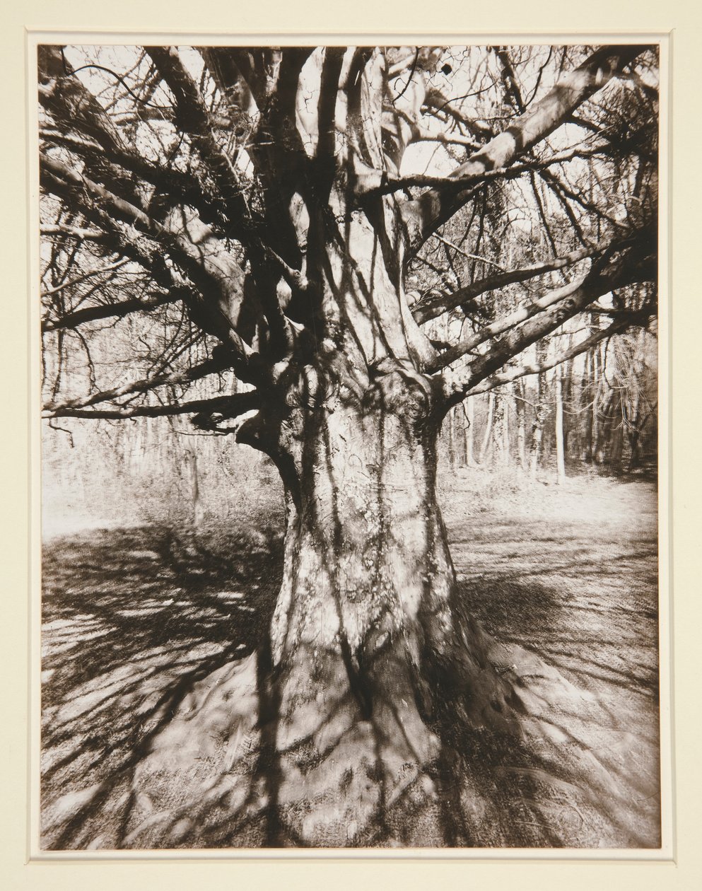 Kayın ağacı by Eugène Atget