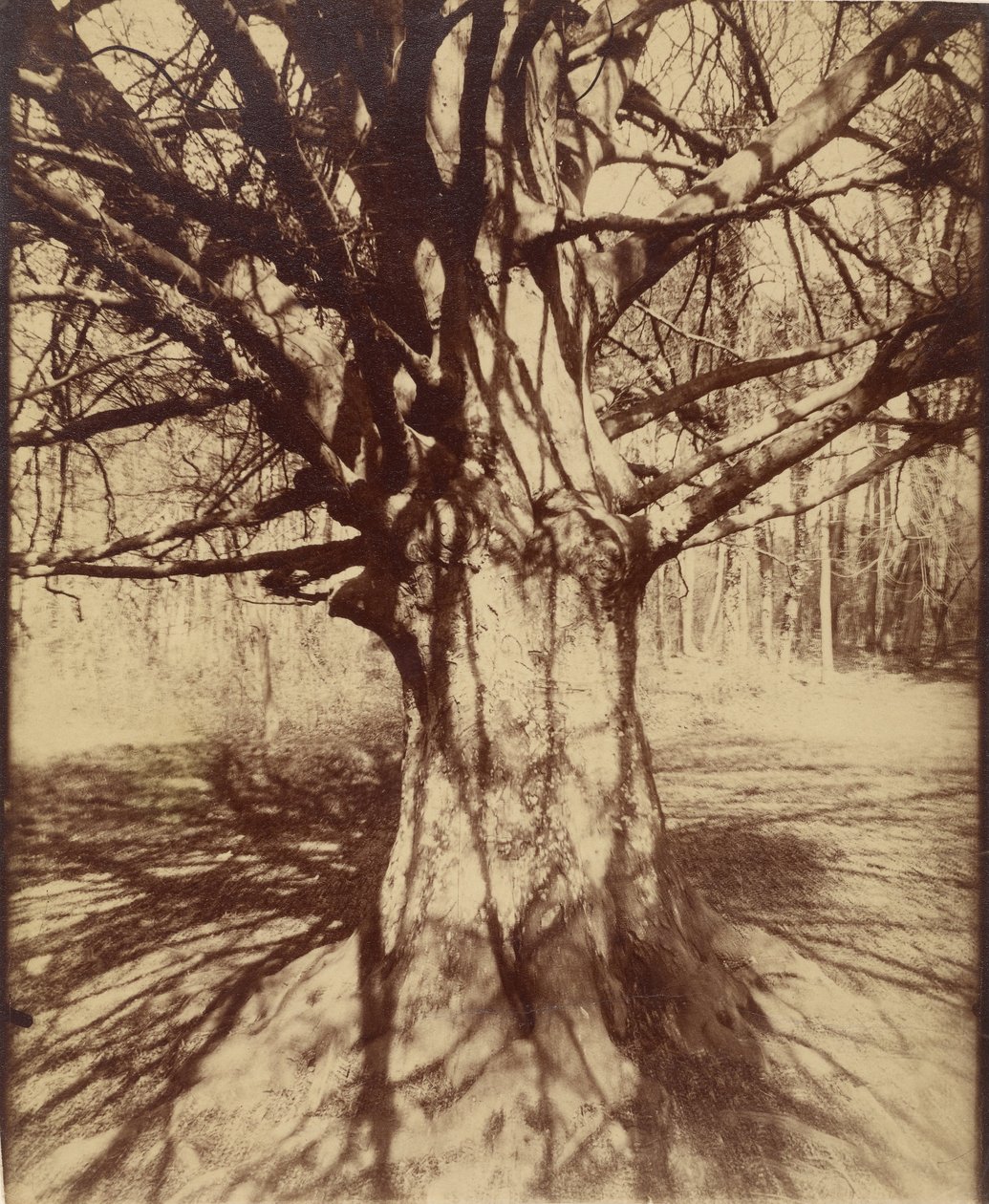 Kayın ağacı by Eugène Atget