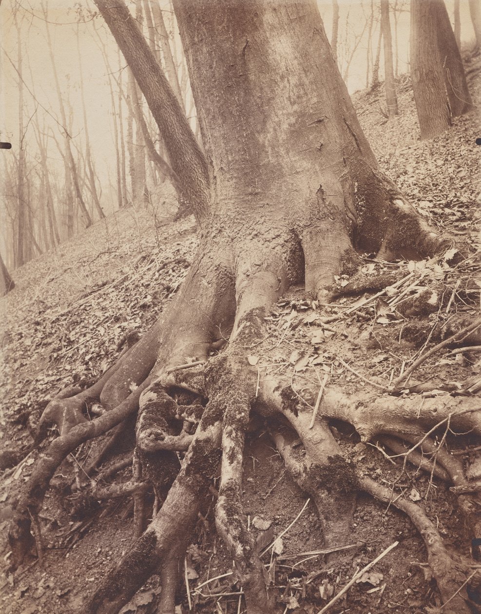 Ağaçlar ve Kökler by Eugène Atget
