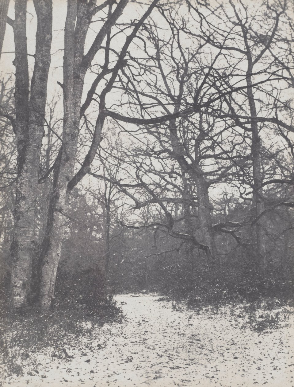 Ormanda Yol, 1860-1863. by Eugène Cuvelier
