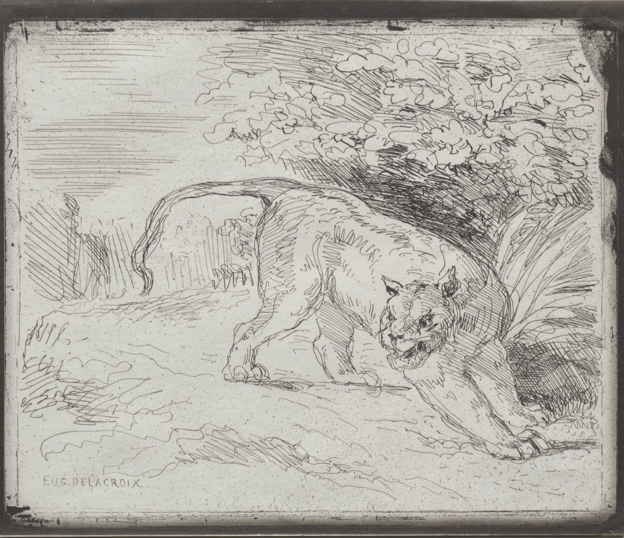 kapana kısılmış kaplan by Eugène Delacroix