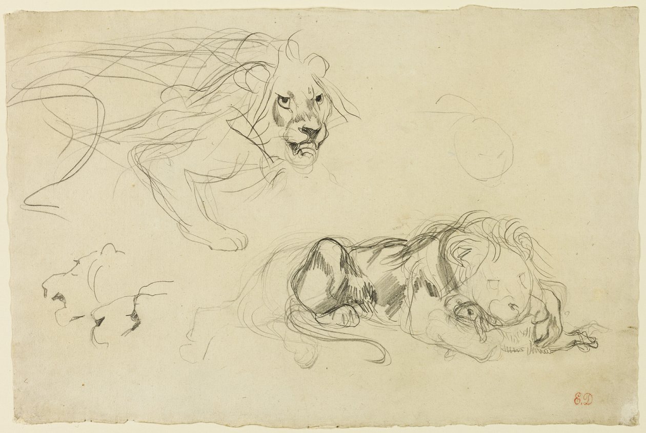 Aslan Çalışmaları by Eugène Delacroix