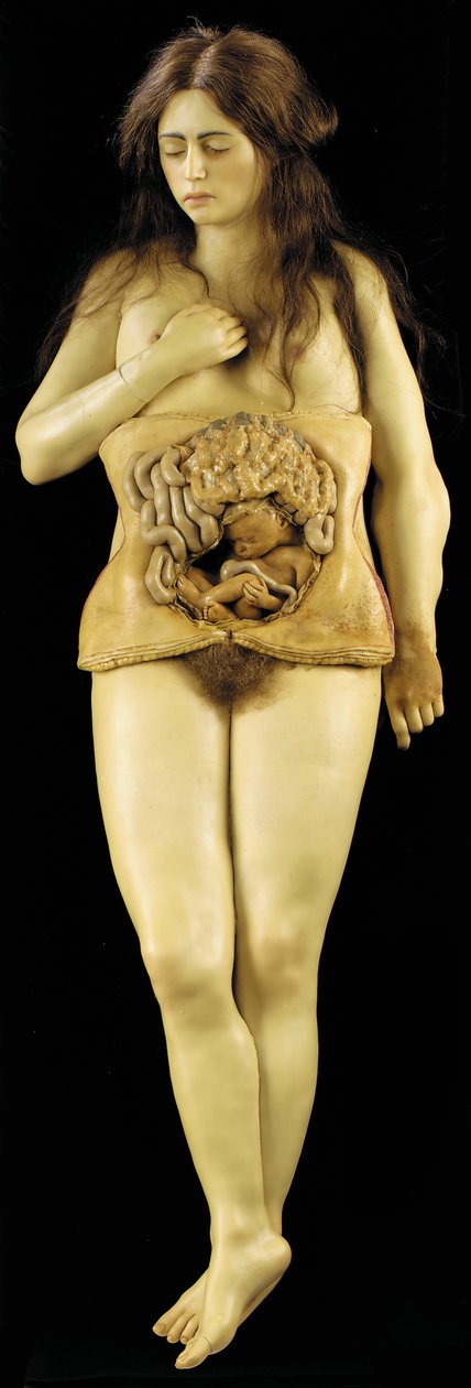 Yumurtalık hamileliğinin anatomik modeli by European School