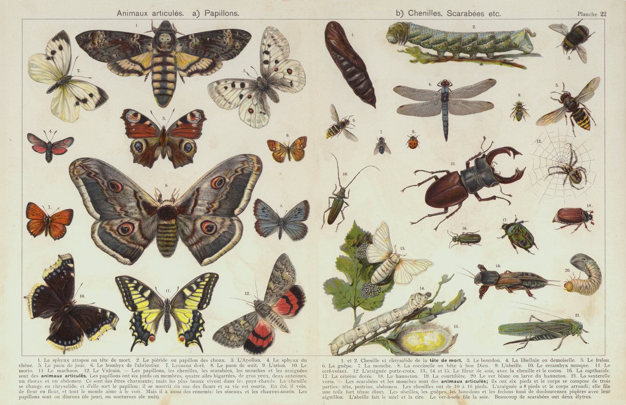 Böcekler ve diğer omurgasızlar (chromolitho) by European School