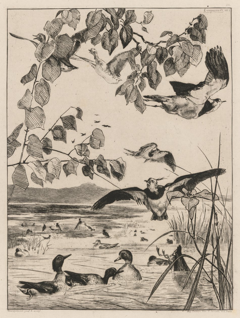 Lapwings ve Teals by Felix Bracquemond