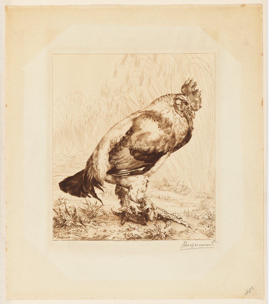 Yaşlı Horoz by Felix Bracquemond
