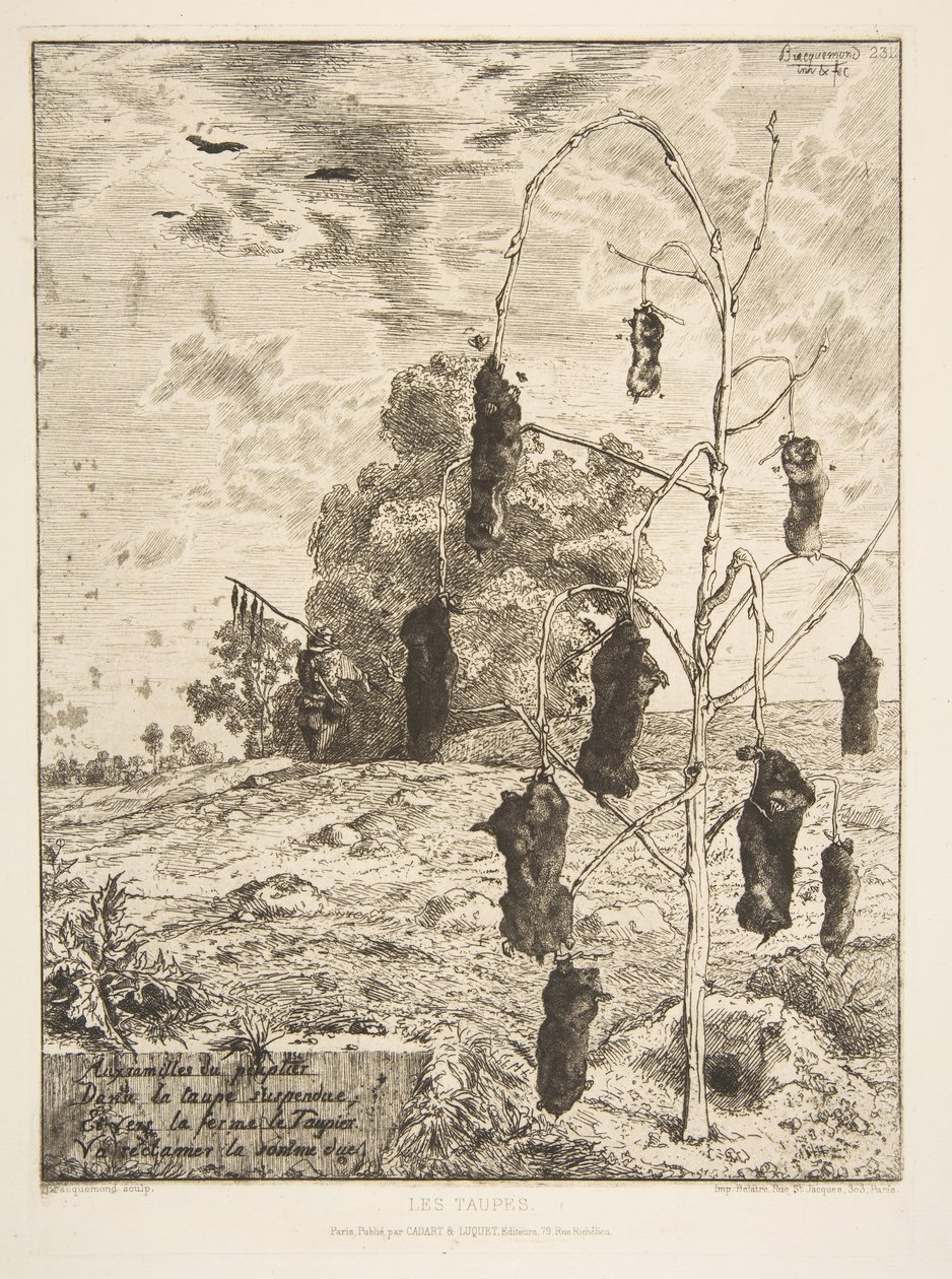 Köstebekler, 1854. by Felix Bracquemond