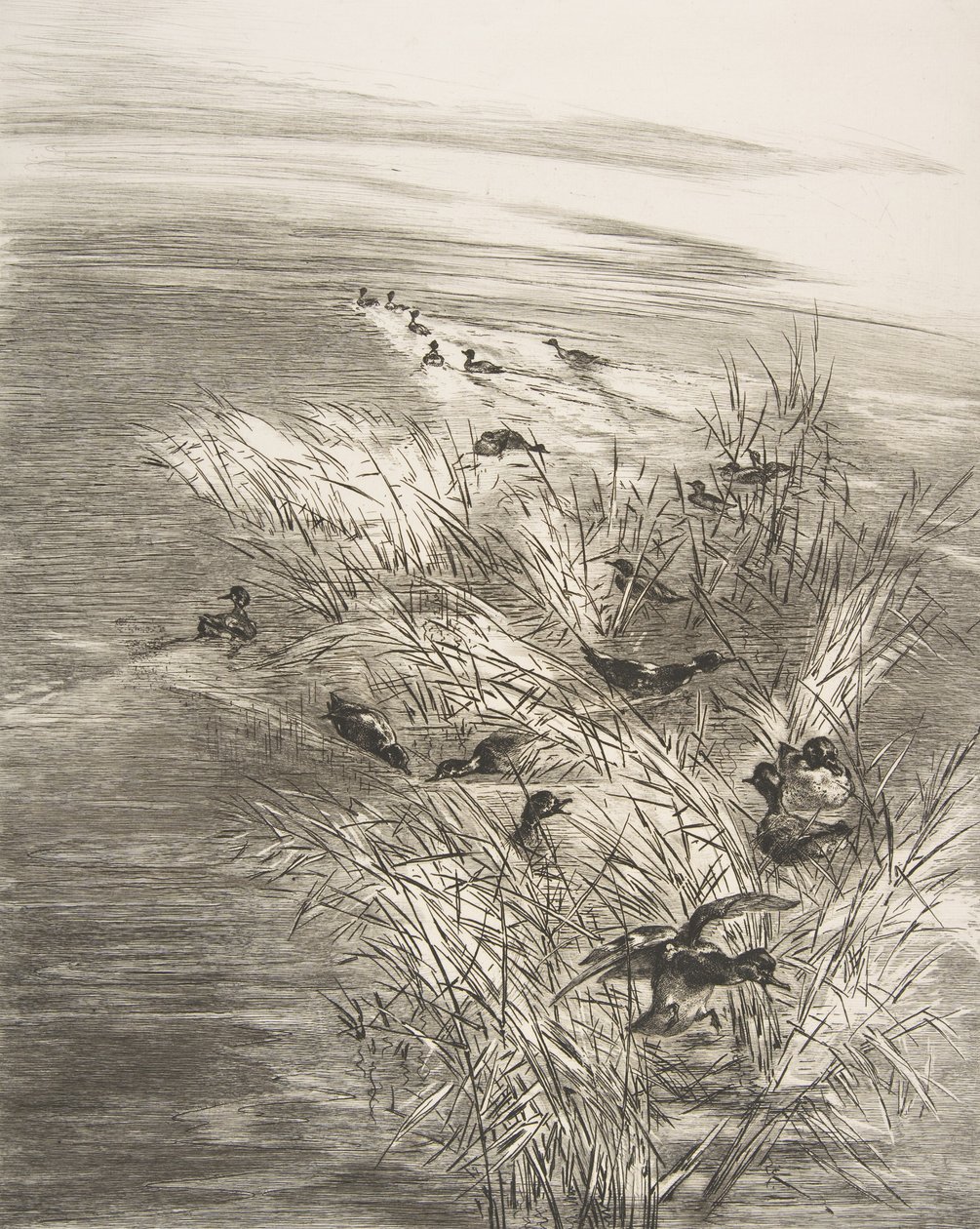 Sazlıklar ve Teals, 1882. by Felix Bracquemond
