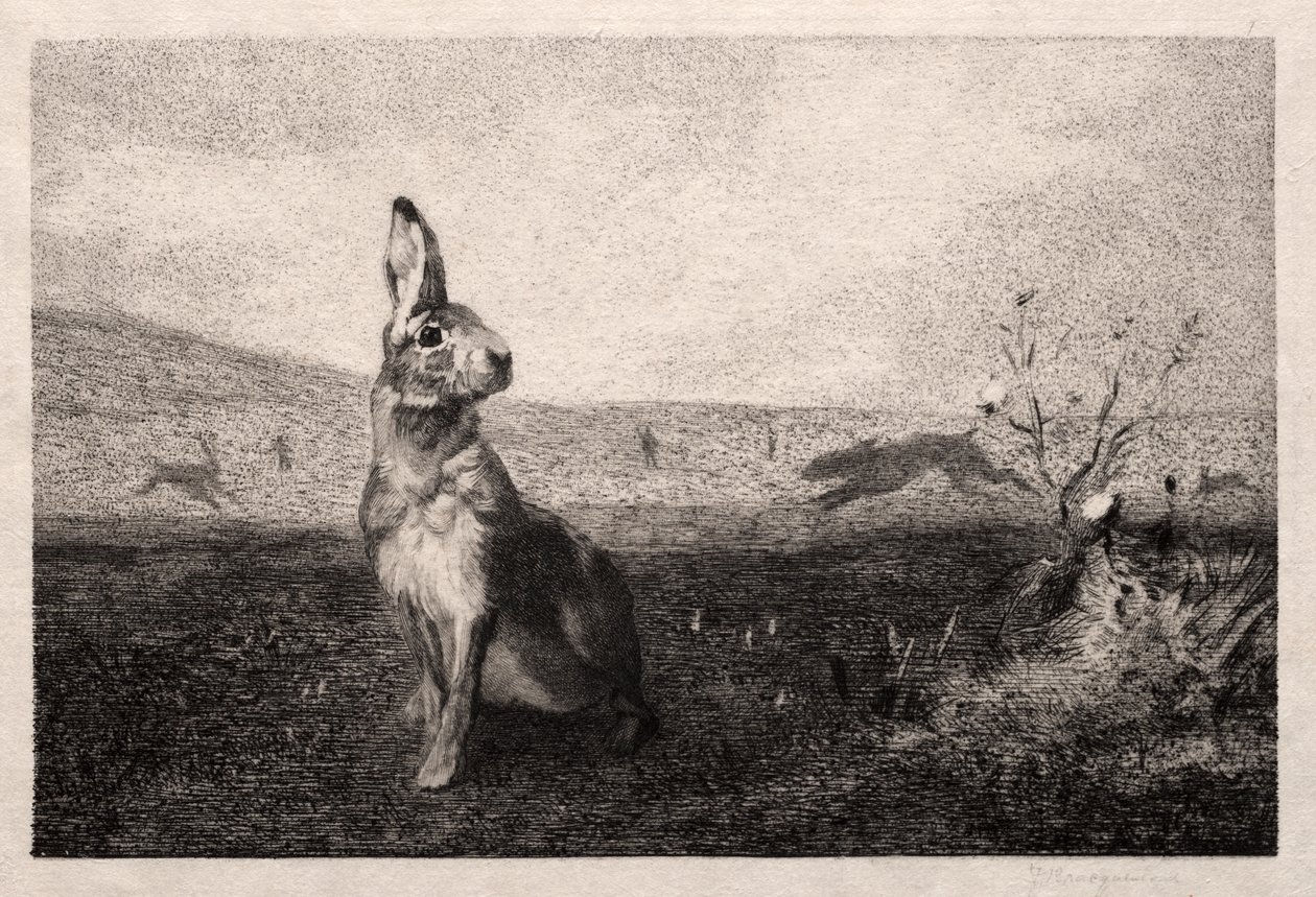 Tavşan (A. de Balleroy'dan sonra) by Felix Bracquemond