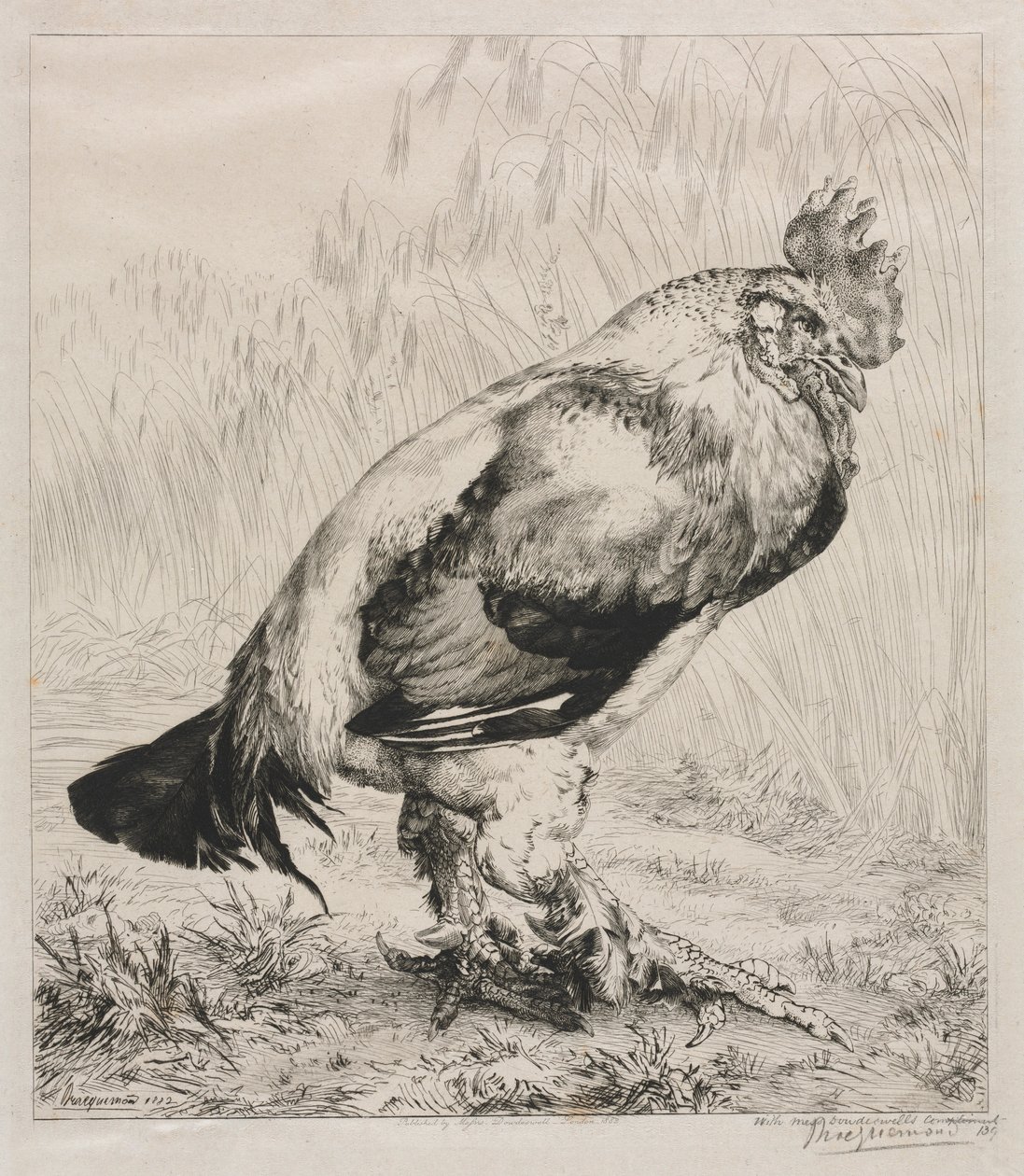 Yaşlı Horoz, 1882. by Felix Bracquemond