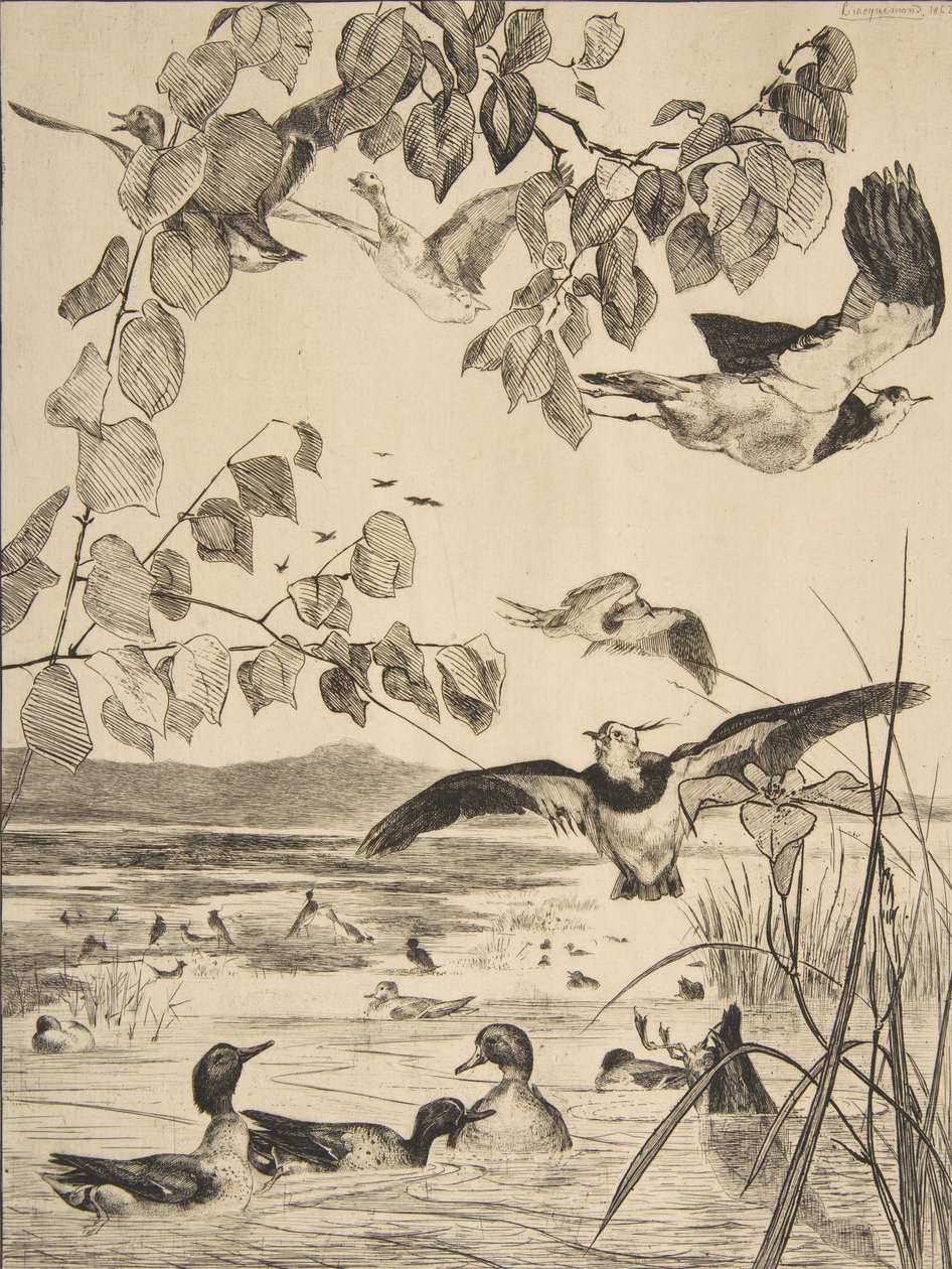 Lapwings ve Sarcelles, 1862. by Felix Bracquemond