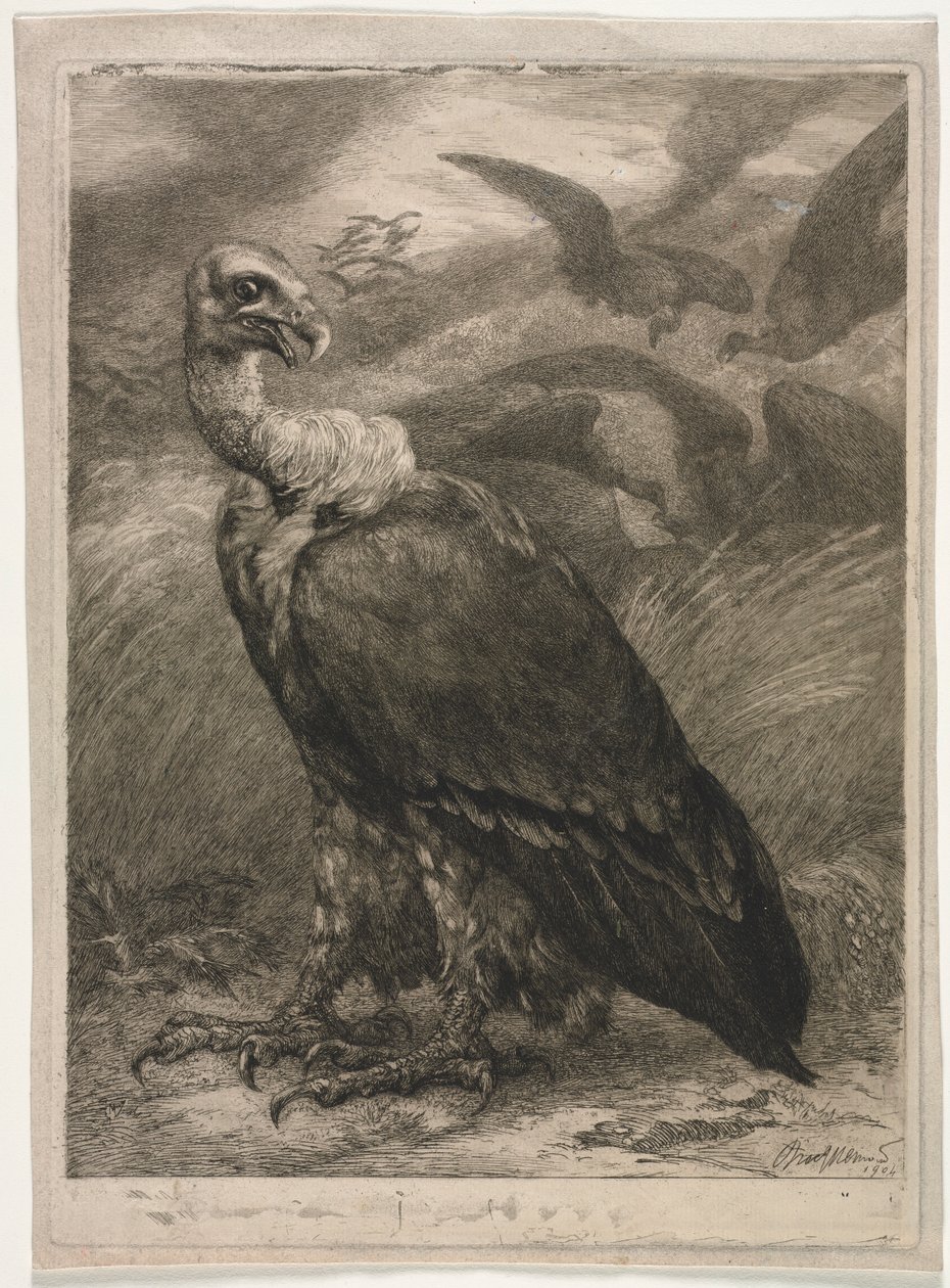 Akbaba, 1904. by Felix Bracquemond