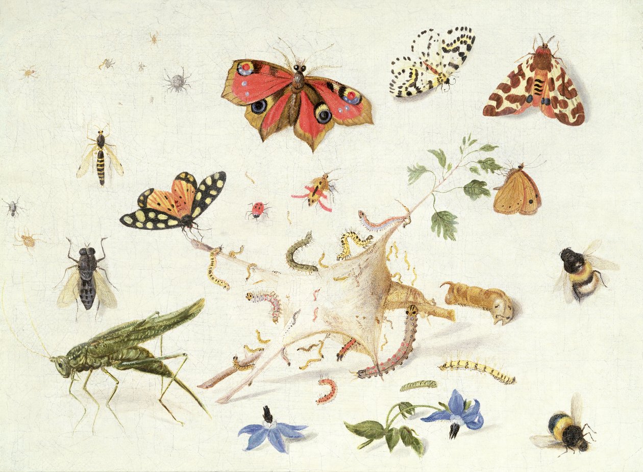 Böcekler ve Çiçekler Çalışması (petrol) by Ferdinand van Kessel