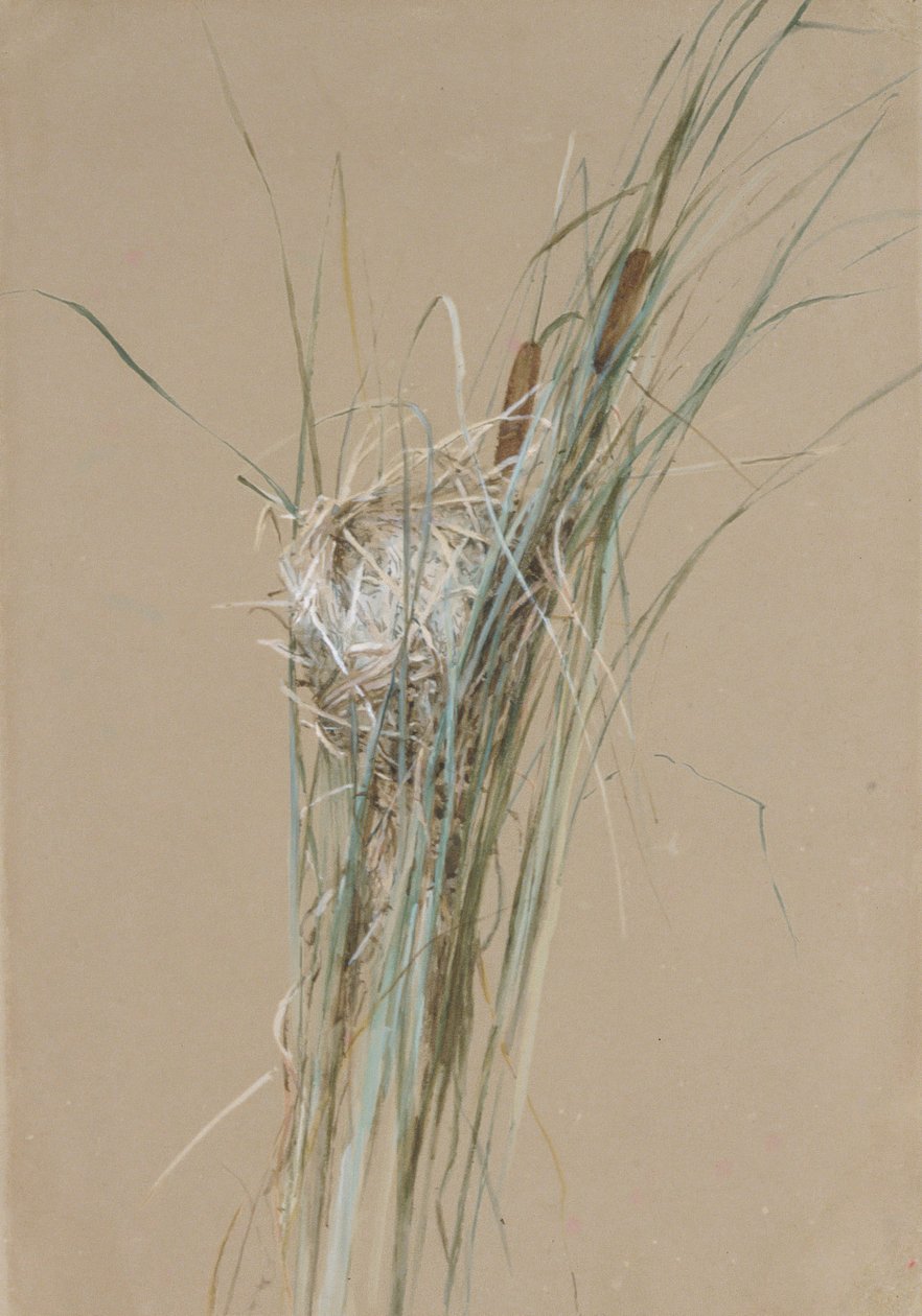 Kuş Kuyruklarında Kuş Yuvası, ca. 1875. by Fidelia Bridges