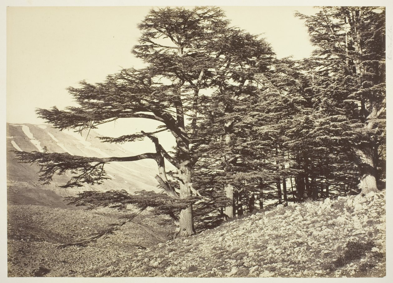 Lübnan Sedirleri by Félix Bonfils