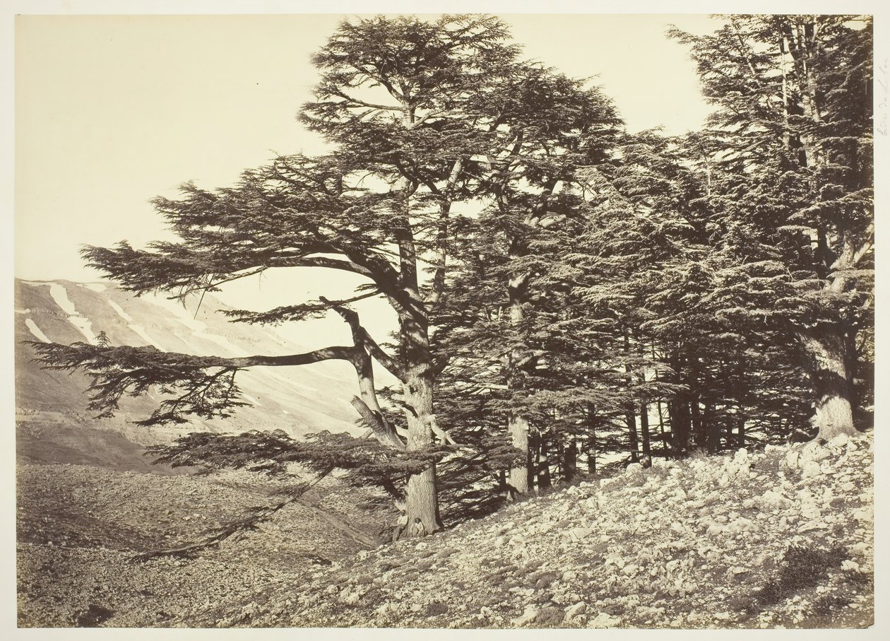 Lübnan Sedirleri, c. 1870. by Félix Bonfils