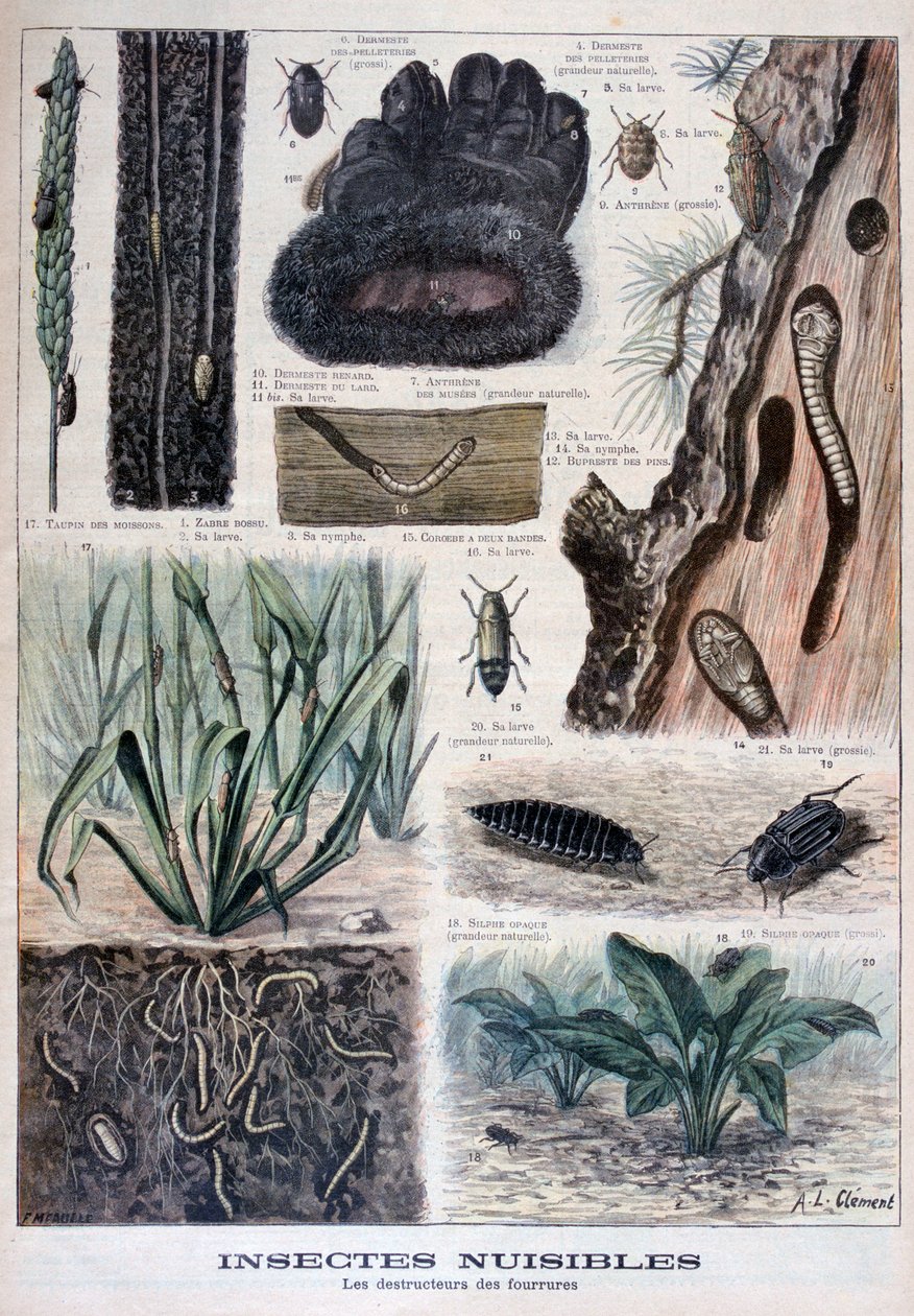 Kürklere zararlı böcekler, 1897 by Fortuné Méaulle