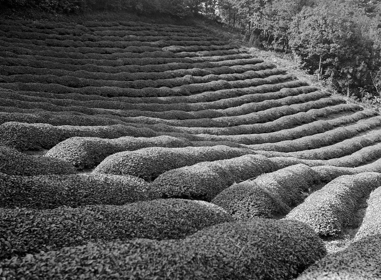  by Fosco Maraini