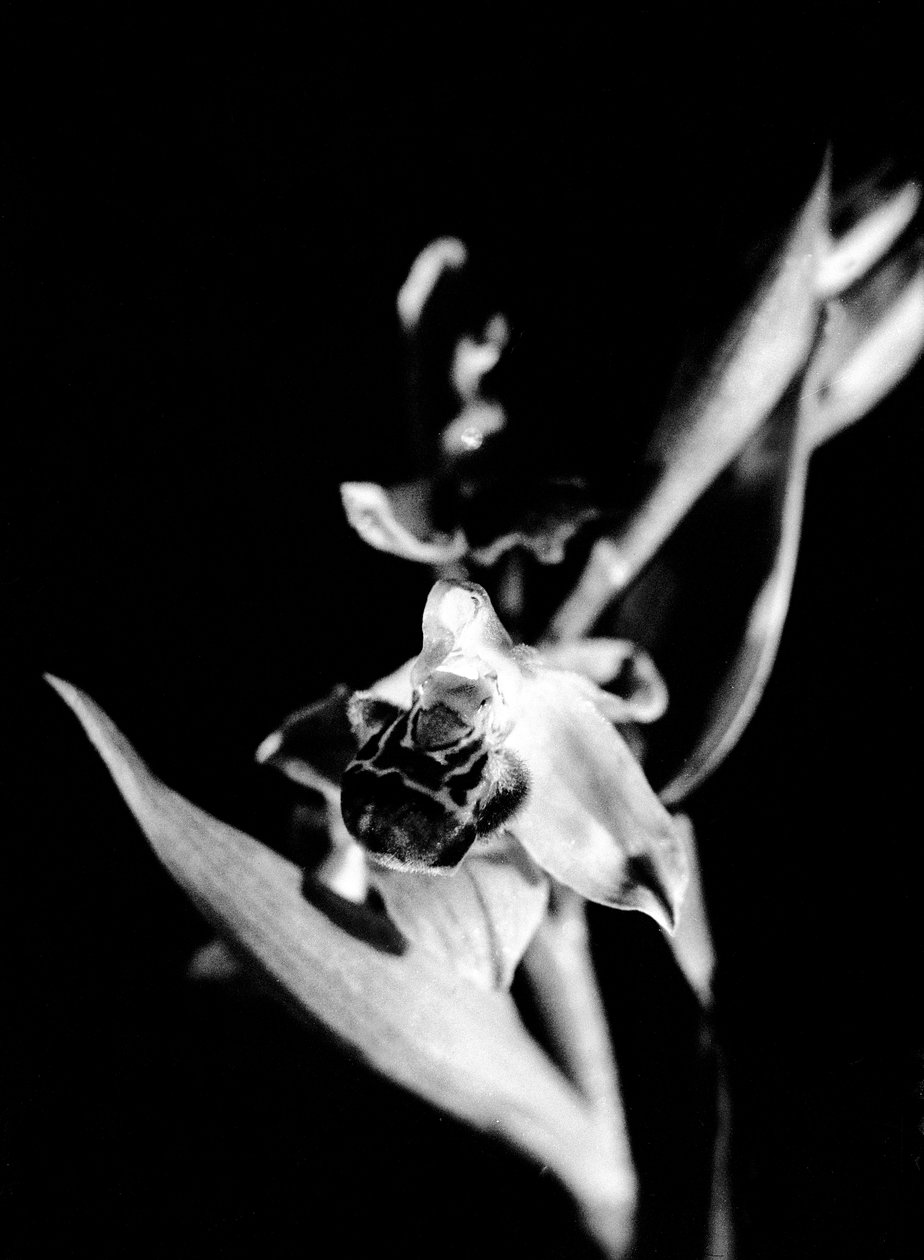  by Fosco Maraini
