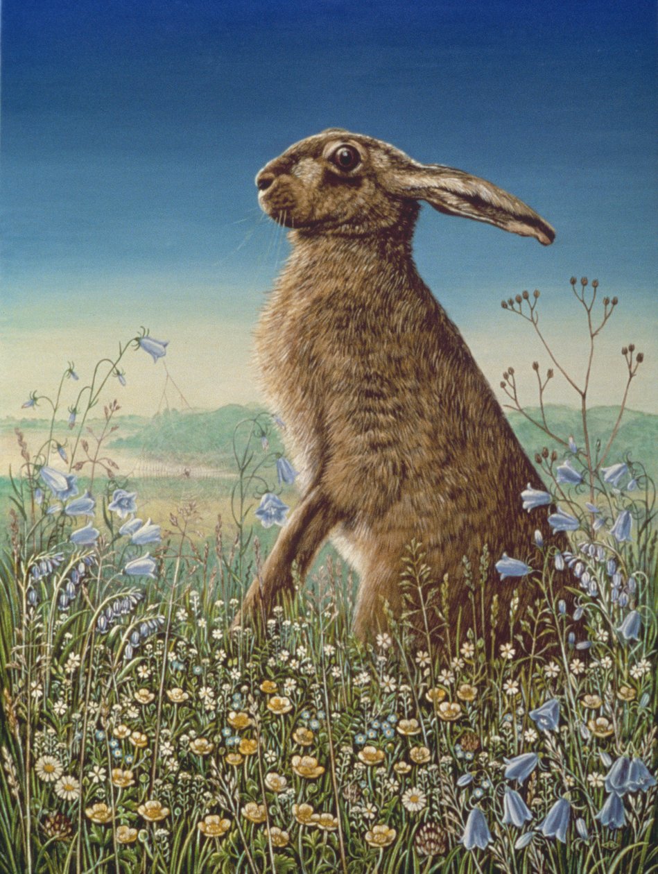 Hare, 1984 (panelde yağ ve tempera) by Frances Broomfield