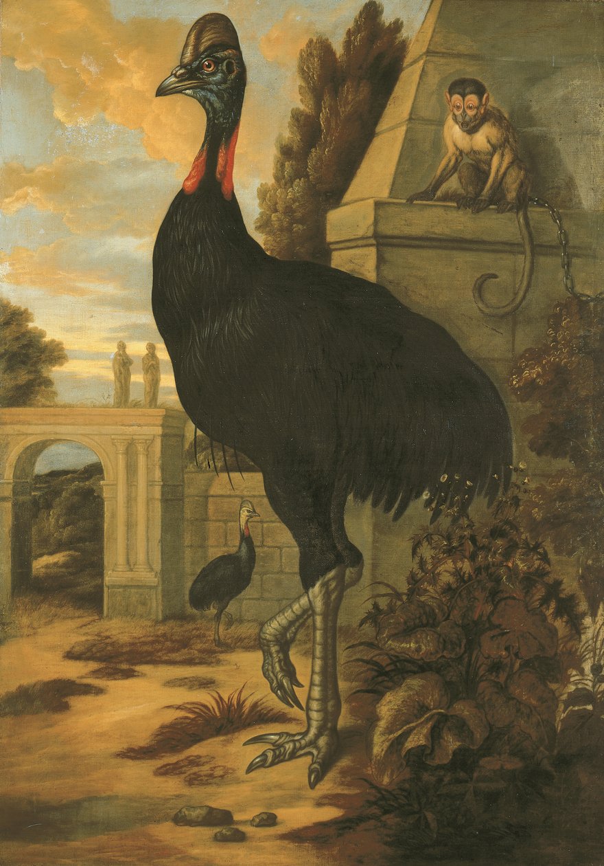 bir Cassowary by Francis Barlow
