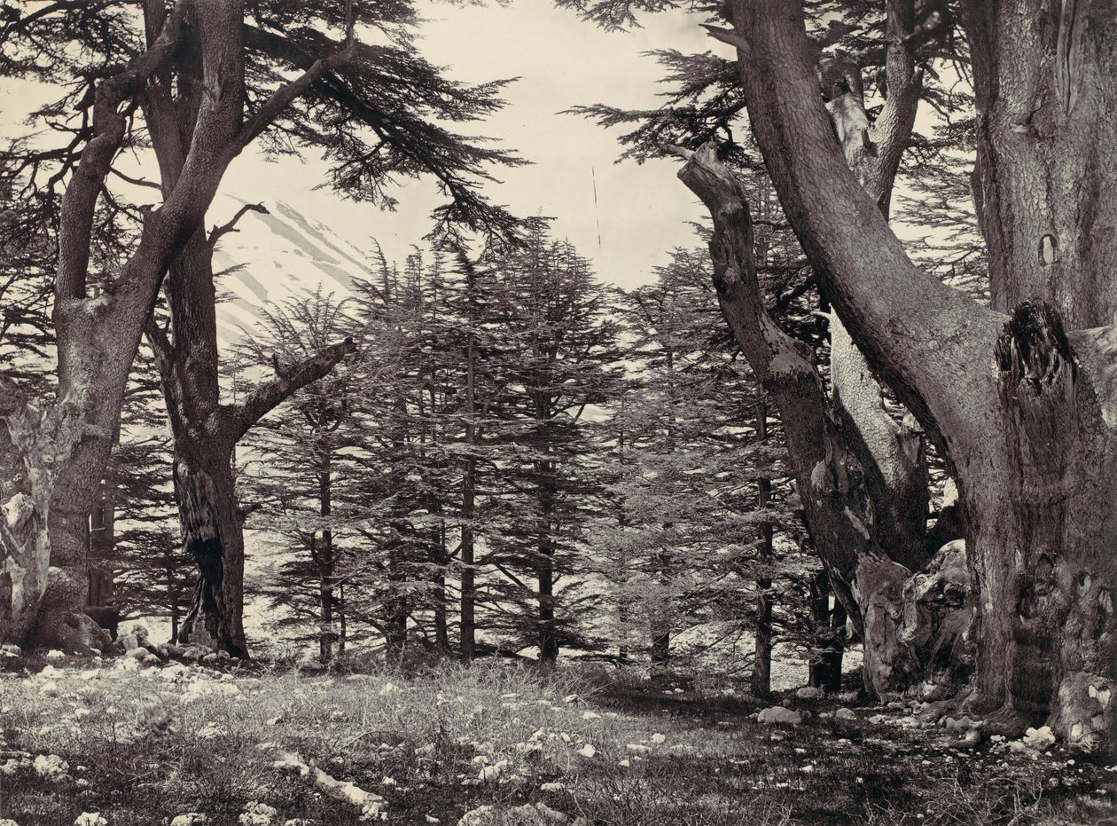 Lübnan Sedirleri, yak. 1857. by Francis Frith