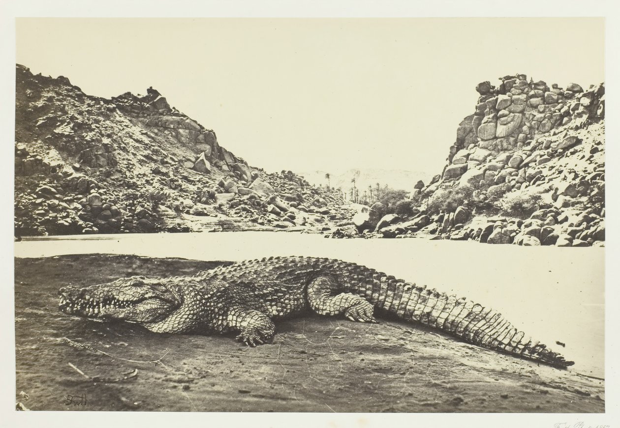 Kum Bankasındaki Timsah, 1857. by Francis Frith