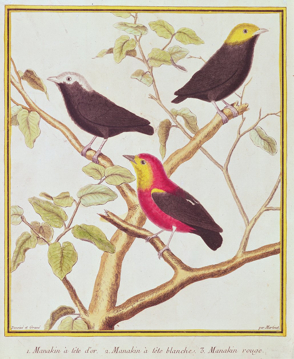Manakinler by Francois Nicolas Martinet