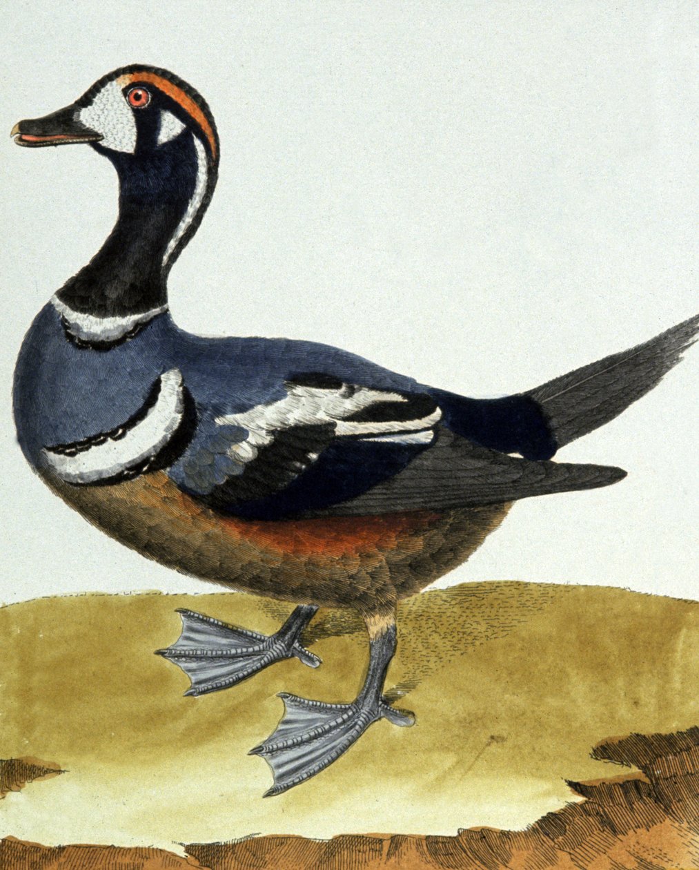 Yakalı ördek. by Francois Nicolas Martinet