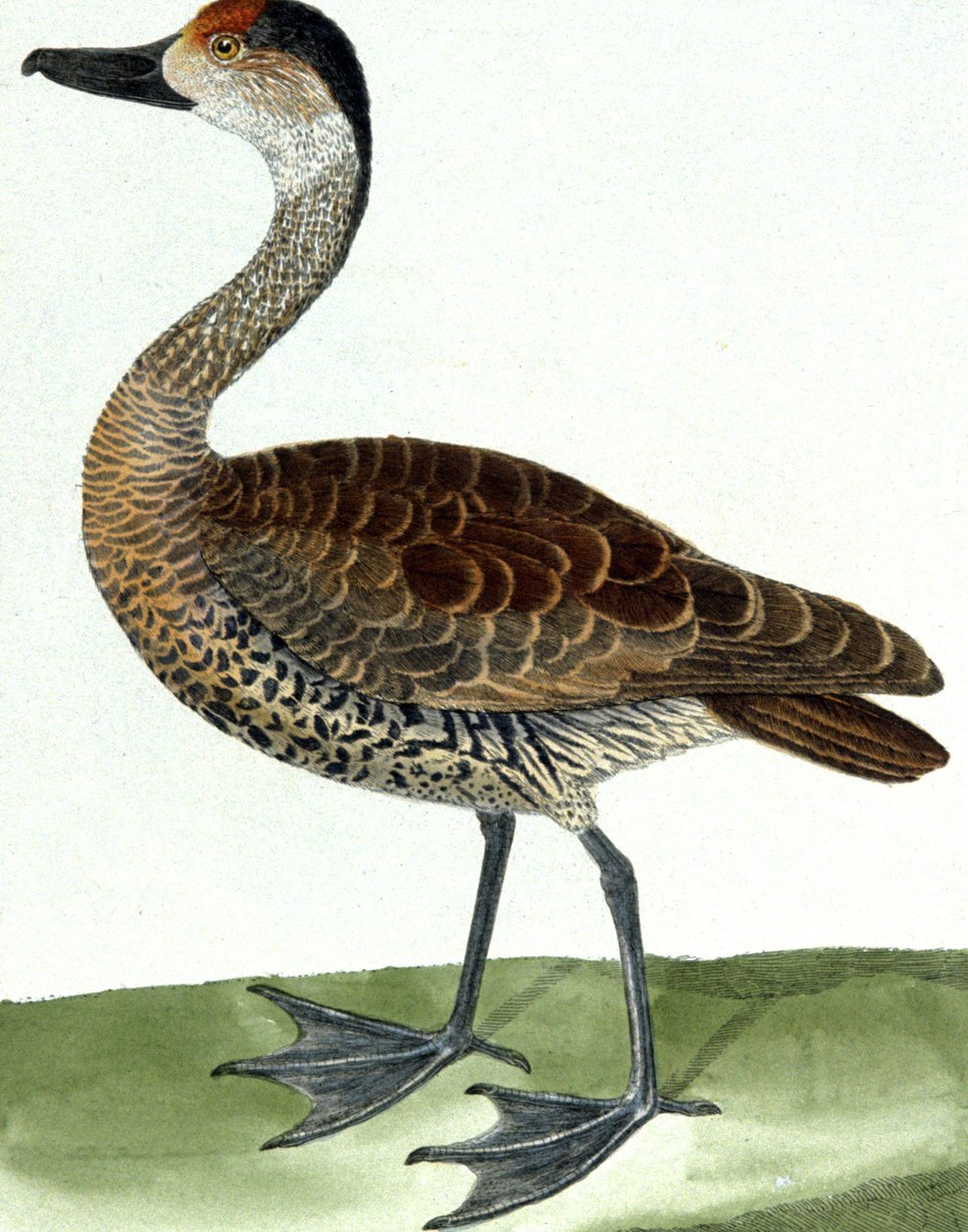 boru ördek by Francois Nicolas Martinet