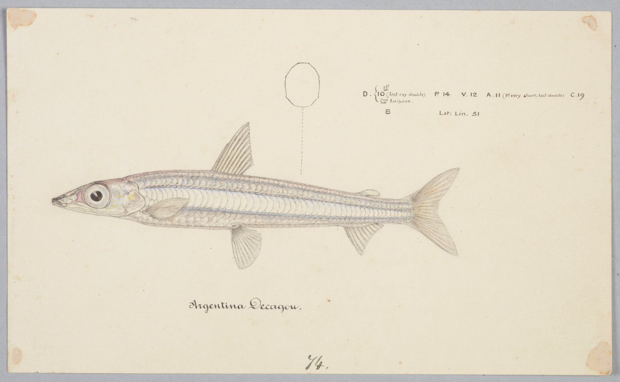 Arjantin ongeni by Frank Edward Clarke