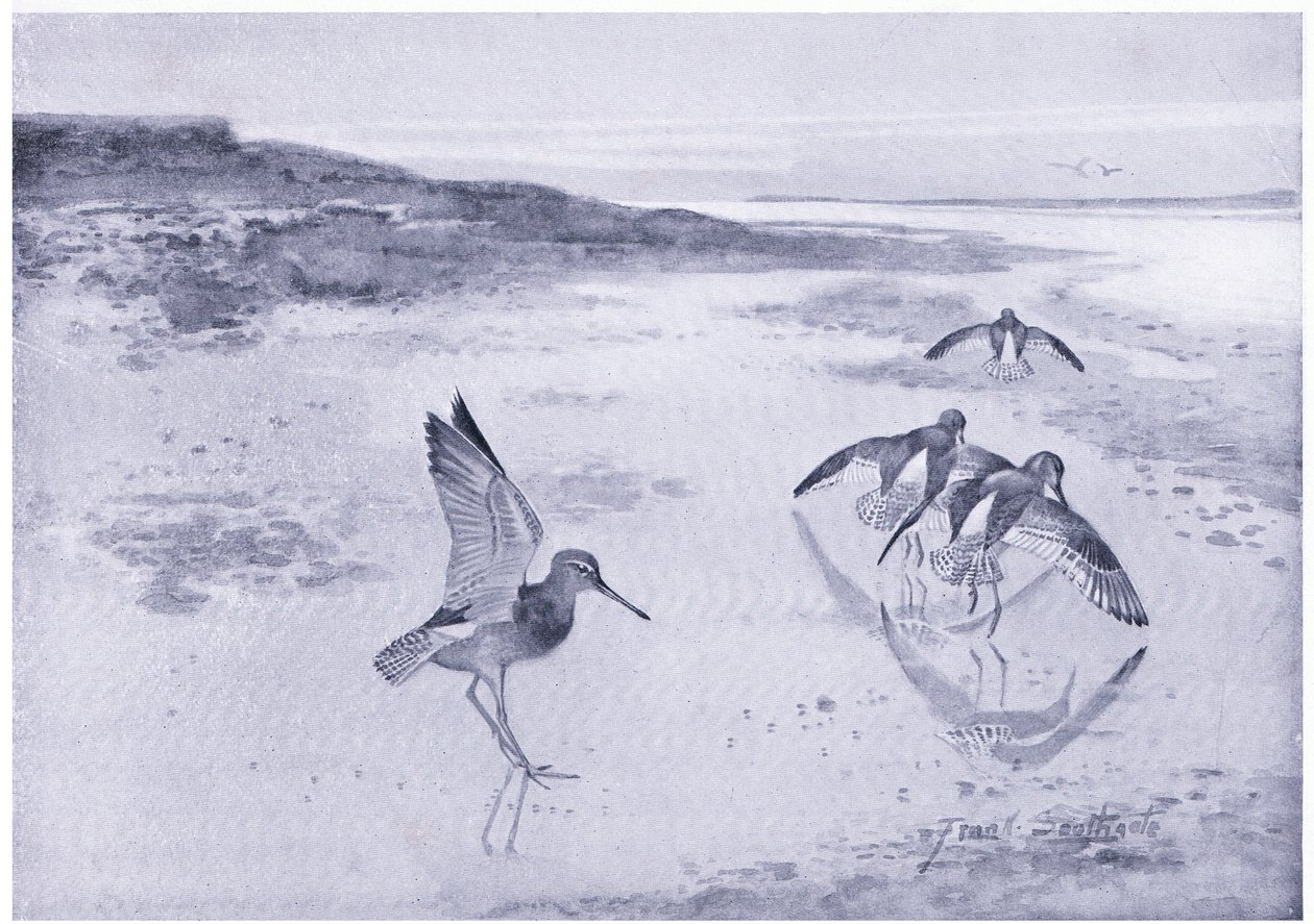 dikkatli Redshank by Frank Southgate