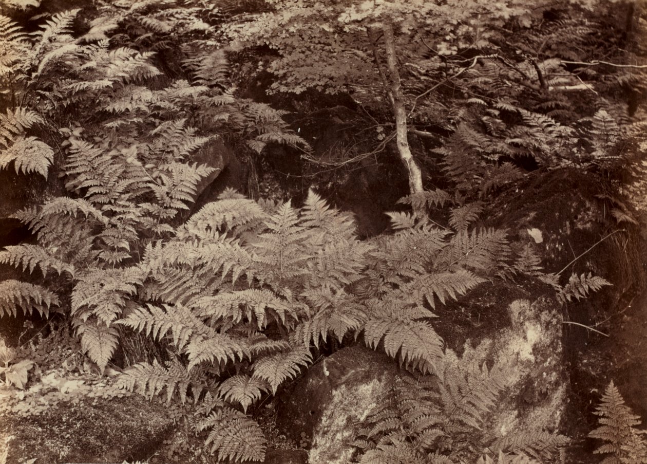 İsimsiz (Fern Çalışması) by Frank Meadow Sutcliffe