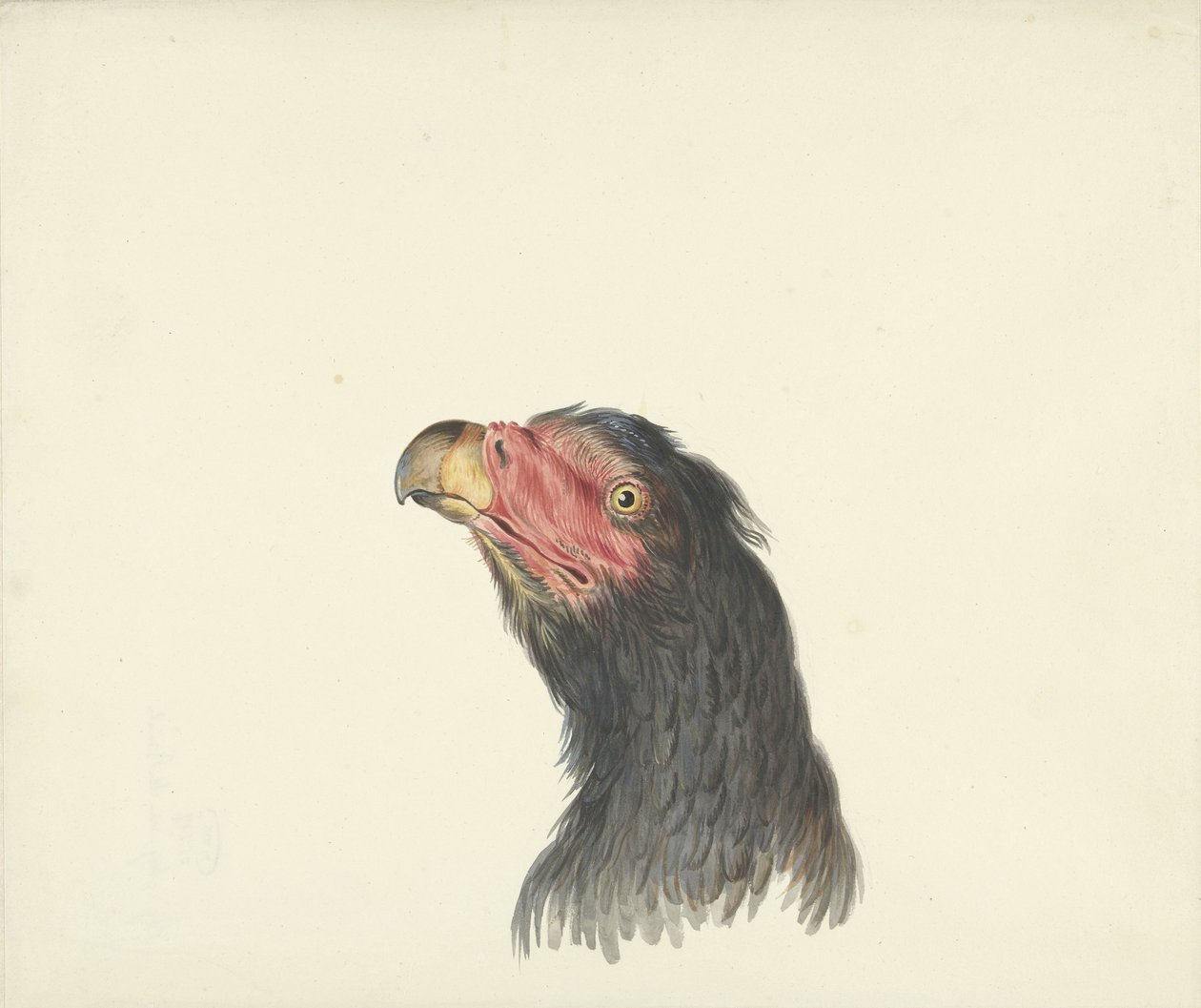 Bir akbaba başkanı by François Levaillant (circle of)