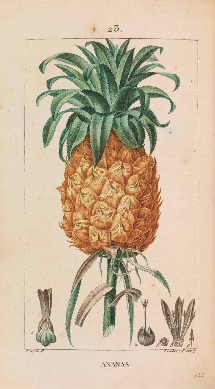 Ananas. Tıbbi flora, 1814-1820. by François Pierre Chaumeton