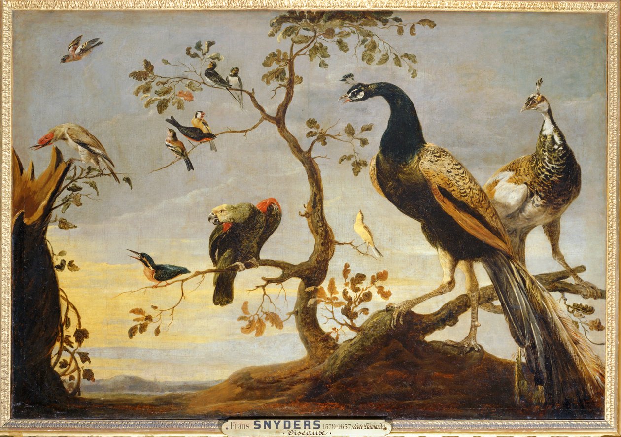  by Frans Snyders
