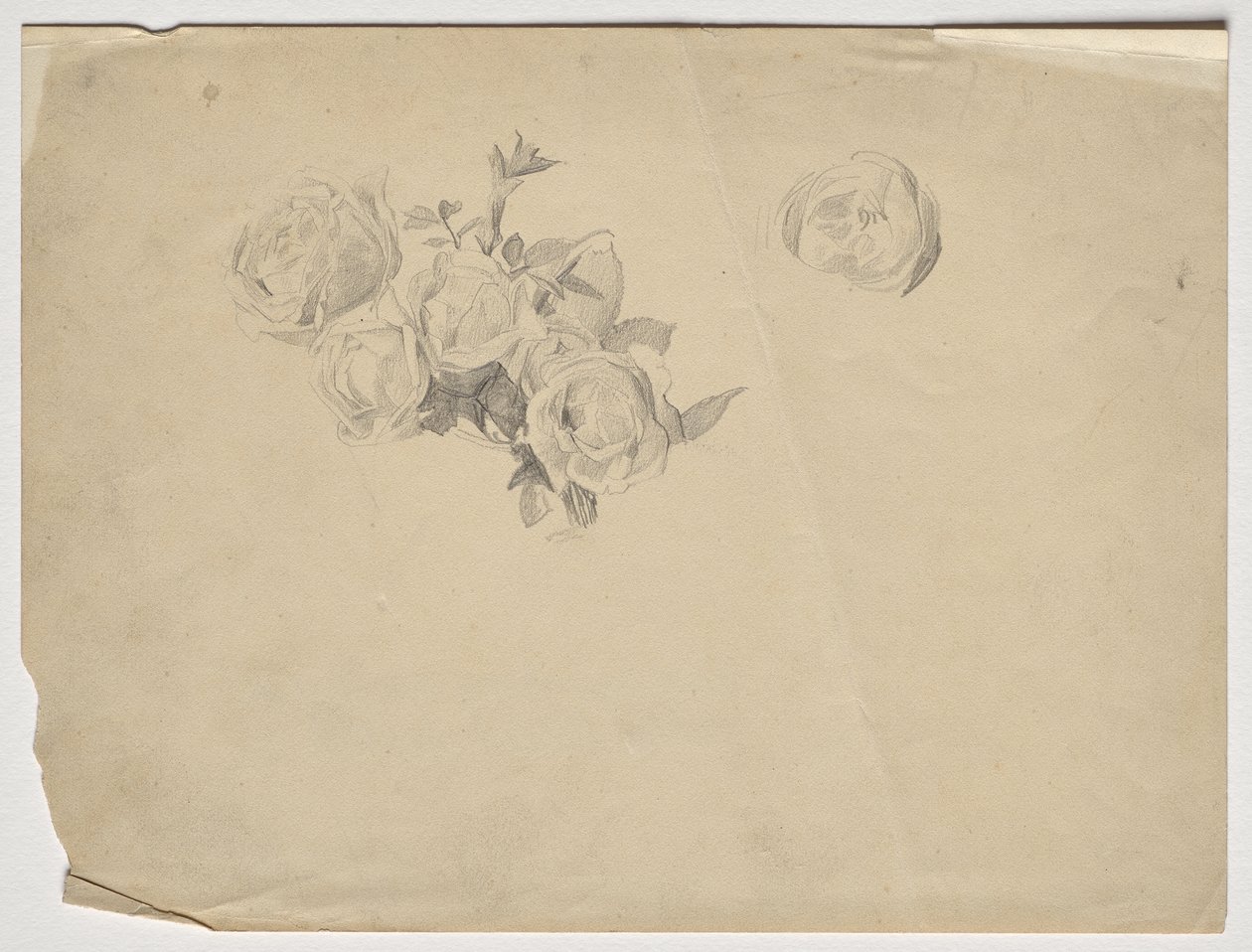 Rosenstudie by Franz von Matsch
