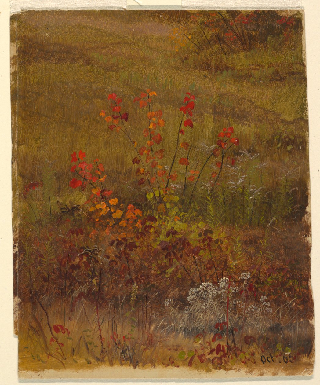 Botanik Çalışmaları by Frederic Edwin Church