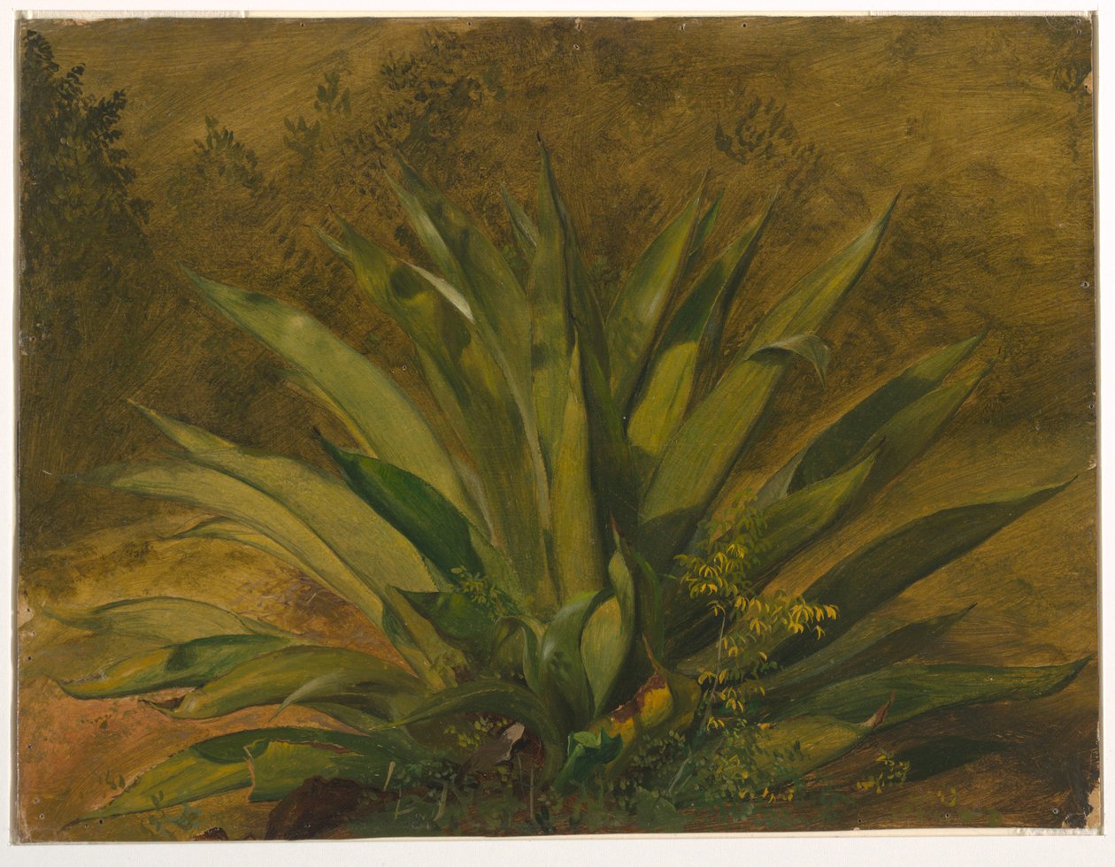 Yüzyıl Bitkisi by Frederic Edwin Church